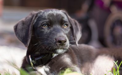 Black dog, puppy, collar, cute stare