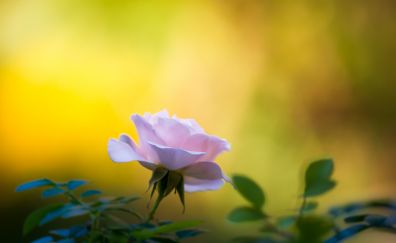 Pink rose, bloom, leaves, flower, blur