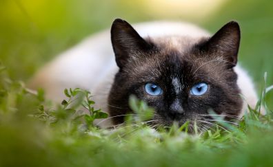 Cat, grass, blue eyes, Siamese cat