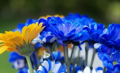 Blue yellow flowers, garden, flowers