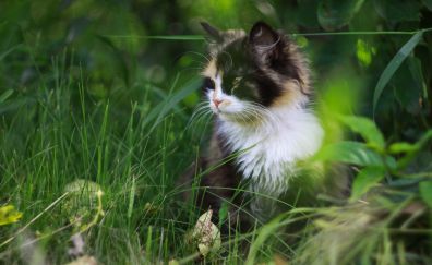 Spots, cat, animal, grass, outdoor