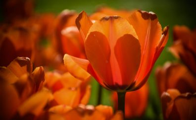 Close up, orange tulips, summer, bloom, 5k
