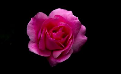 Rose, pink flower, portrait, 5k