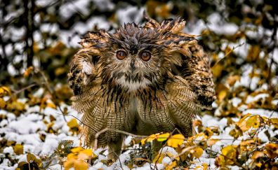 Owl, bird, curious