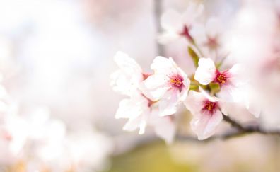 Cherry blossom, spring, pink flowers, blossom