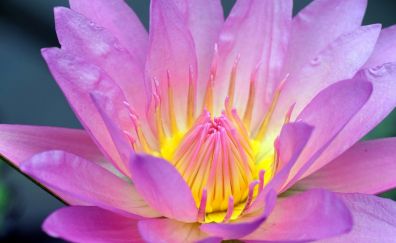 Water lily, pink flower, petals, pollen, beautiful