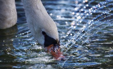 Swan, water splashes, muzzle, bird, 5k