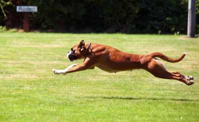 Boxer, animal, dog run