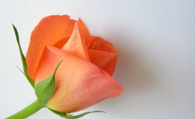 Flower, orange rose, close up