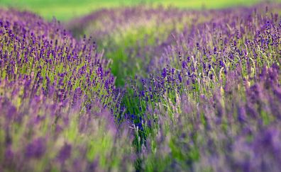 Lavender flowers, plants, spring, farm, meadow