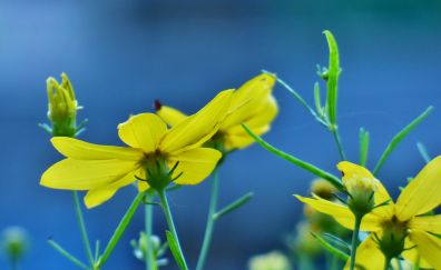 Yellow flowers, plants, spring