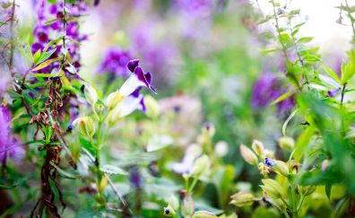 Purple flowers, garden, blur