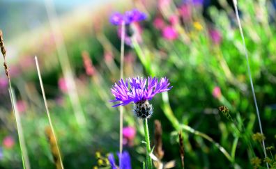 Purple flowers, plants, spring, blur, meadow