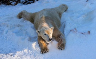 Relaxed, predator, polar bear, animal