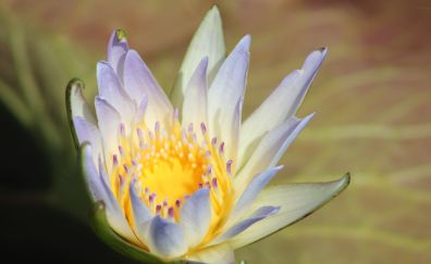 Blue water lily, flower, petals, close up
