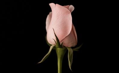 Pink rose flower bud