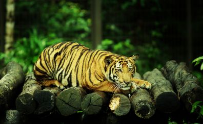 Lying down, tiger, predator, zoo
