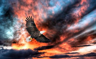 Eagle in flight sunset