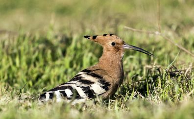 Woodpecker, bird, grass