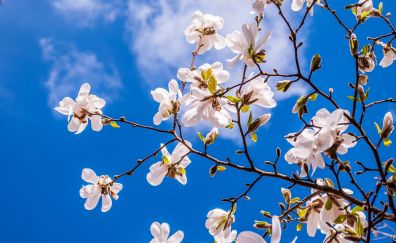 Magnolia flowers, spring, blossom
