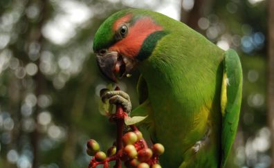 Green parrot, bird, berries, eating