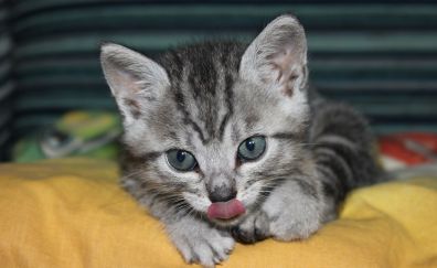 Cat licking, animals, domestic cat, kitten