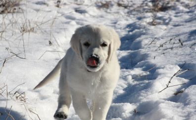 Golden retriever puppy, dog, winter