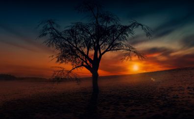 Lone tree, sunset, nature
