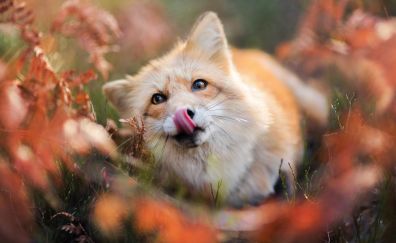 Red fox muzzle