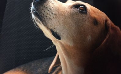 Beagle dog muzzle