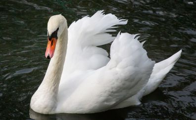 Beautiful White swan bird