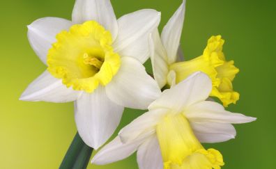 Daffodil, white flowers