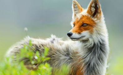 Cute Red fox animal 