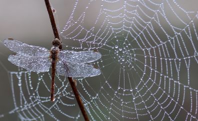 Dragonfly and spider web in winter