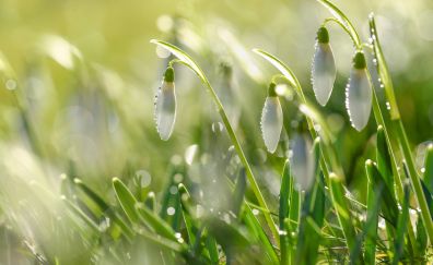 Snowdrop, flowers, white, dew drops, grass