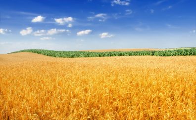 Golden wheat field, farm, sky, landscape, 4k