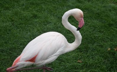 Flamingo, pink bird, water bird