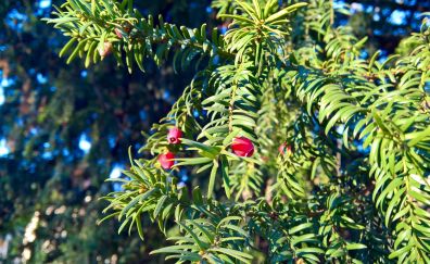 European yew conifer flowers, branches