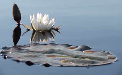 Water Lily, lake, flowers