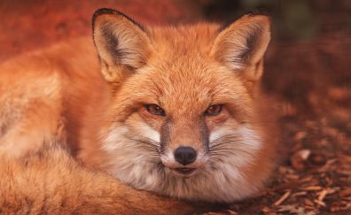 Red fox, cute animal, sitting