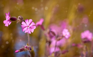 Pink flowers, bokeh, blossom