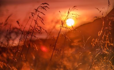 Sunset, sunlight, grass threads, plants