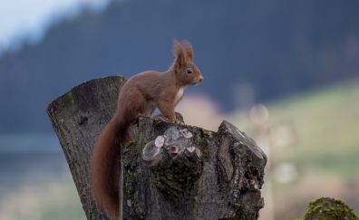 Squirrel, wood, animal