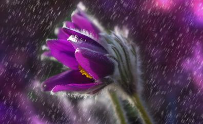 Close up, purple flower, rain