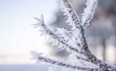 Branch, hoarfrost, frost, snow