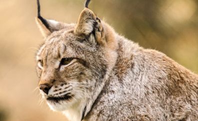 Lynx, wild cat, wildlife, muzzle