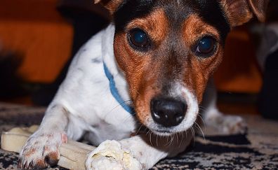 Jack Russell Terrierr dog muzzle
