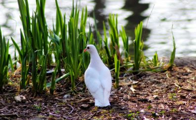 White Dove bird, white bird, grass
