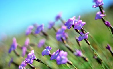 Flowers, wild purple, meadow