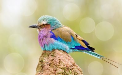 Colorful, small bird, cute